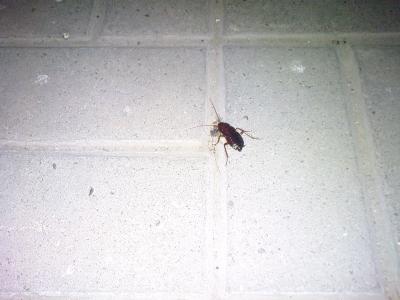 Прикрепленное изображение: DSC00415.JPG